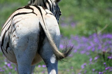 Edit free photo of Animal,game,zebra,female,buttocks - needpix.com