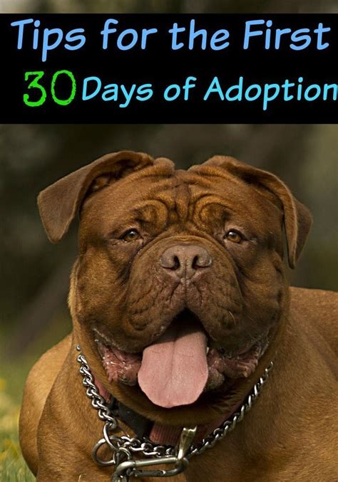 17 tips for the first 30 days of dog adoption – Artofit