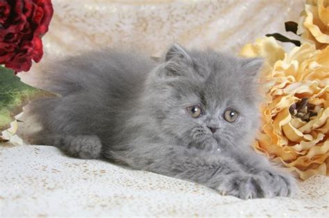 Blue Persian Kittens (Past Kittens)