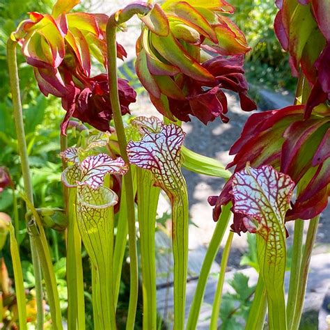 Carnivorous Plants Garden