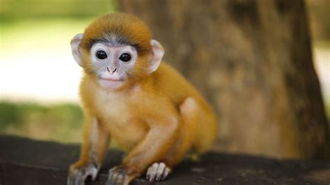 Gap Year in Thailand Wildlife project, Oyster Worldwide