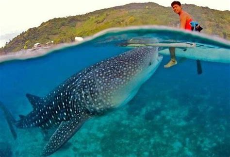 Oslob to limit whale shark watching to 800 people daily | The Freeman