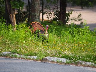 Wild Turkey_P6104986 | P6104986. | This.Usually.Works | Flickr