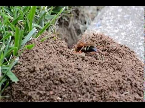 Digger Bee (Eastern cicada killer) - Making a nest - YouTube