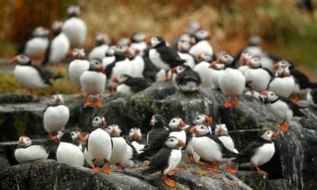 Scotland's threatened puffins have successful breeding season | Birds | The Guardian