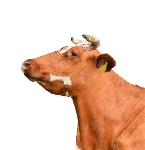 Cow Isolated. Red Funny Cow Portrait Close Up. Farm Animals. Stock Photo - Image of funny ...