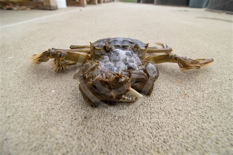 Chinese mitten crab on the floor of the research center - Nature Stock Photo Agency