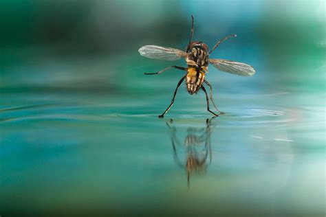 Online crop | yellow wasp, Fly, water, insect, nature HD wallpaper | Wallpaper Flare