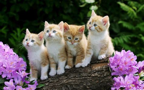 Cute Kitten Desktop Wallpaper | High Definition Wallpapers, High Definition Backgrounds