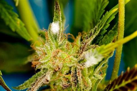 Bud Rot Treatment and Prevention | Premium Cultivars