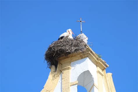 Storks Nest Birds - Free photo on Pixabay - Pixabay