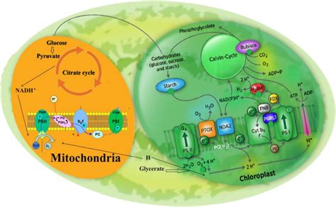 Photoautotrophic mechanism in microalgae (Kruse et al. 2005; Dubini and... | Download Scientific ...