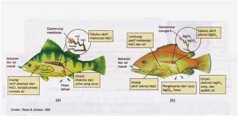 Ikan Air Laut Dan Ikan Air Tawar