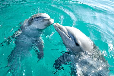 Bahamas Wildlife Guide: Discover the Beauty of the Wildlife in the Bahamas