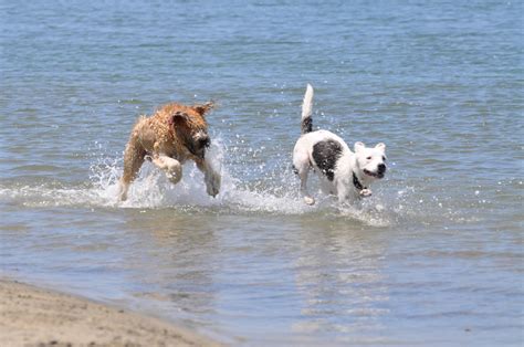 Dog Beach | Ocean Beach San Diego CA