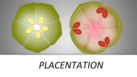 Placentation and its types in angiosperms - Online Science Notes