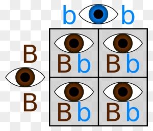 Punnett Square Calculator Eye Color