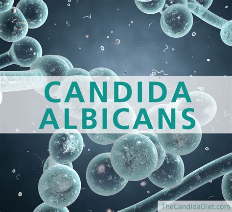 What Is Candida Albicans? » The Candida Diet