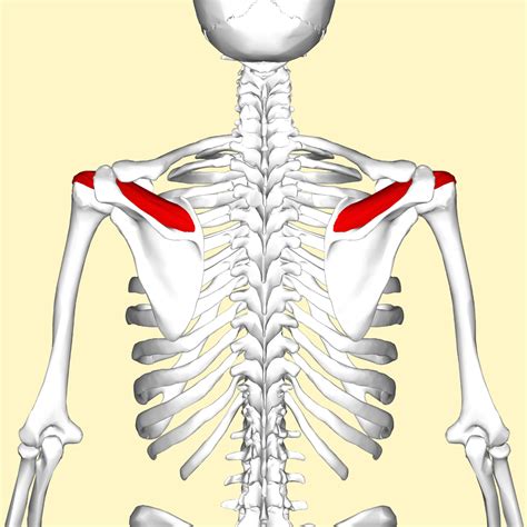 Supraspinatus | Supraspinatus muscle, Muscle anatomy, Muscle