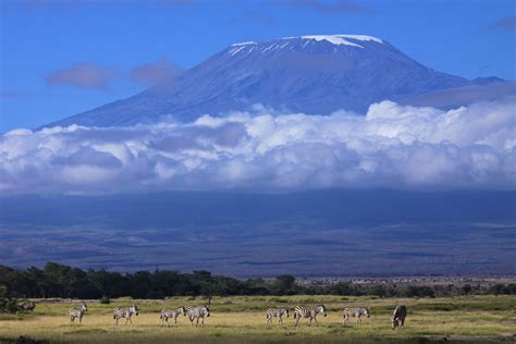 Kilimanjaro-rejse - Safari Tanzania