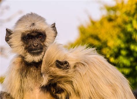 Golden Triangle with Ranthambore Tour | Ranthambore with Golden ...