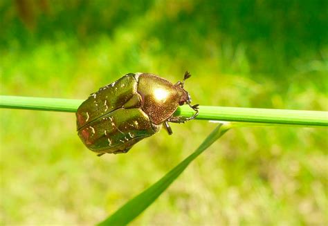 6 Extremely Beautiful Beetles (With Photos) - Owlcation