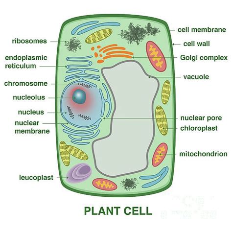 Pin by Johnlivingston on cell biology | Sel tumbuhan