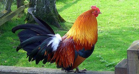 British coq rules the French roosters | Chicken breeds, Breeds, Chickens and roosters