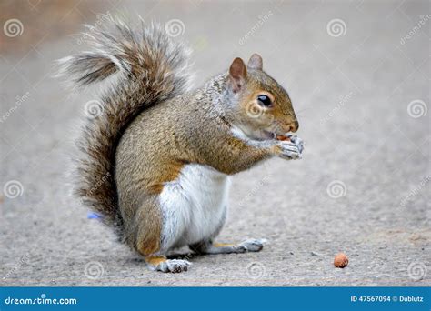 Brown squirrel eating nuts stock photo. Image of american - 47567094