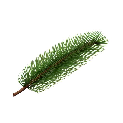 Christmas Fir Tree Branch Design Element Isolated On White, Pine Needles, Spruce, Fir Tree PNG ...