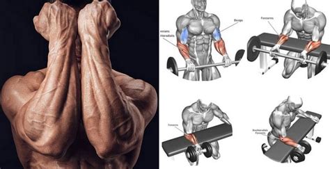 Build Powerful Forearms – The Top 5 Exercises For Massive Forearms | Fitness Workouts & Exercises