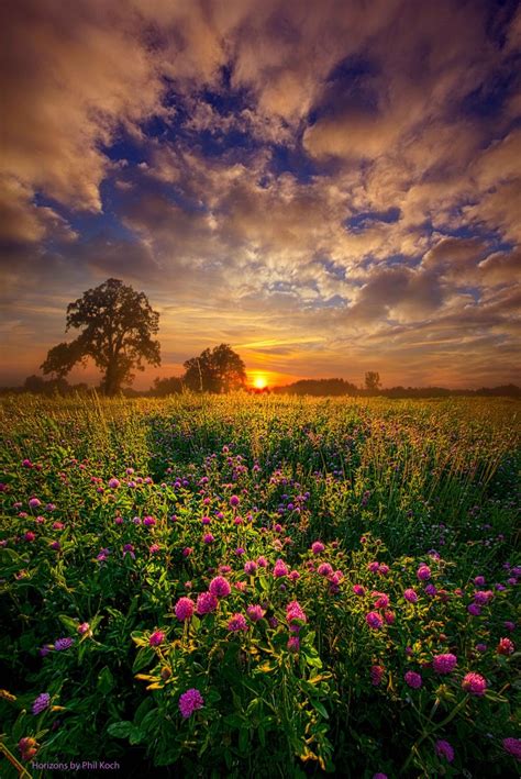 Summer Field Sunset ~ Marvelous Nature