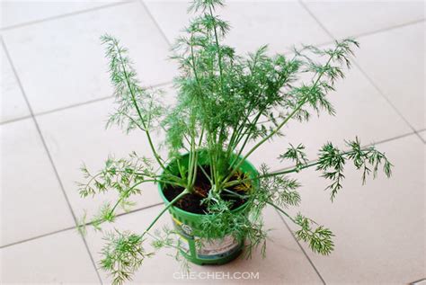 New Dill Plant - Che-Cheh