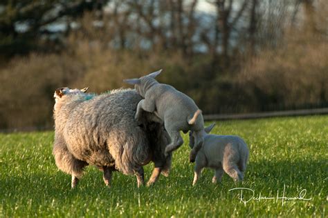 Spring Lambs - Declan Howard Photography