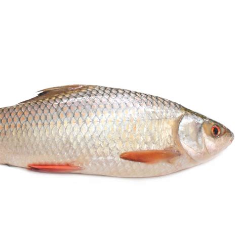 Here’s What You Need To Know About Buying Rohu Fish Online