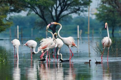 Bharatpur Bird Sanctuary : A Complete Travel Guide