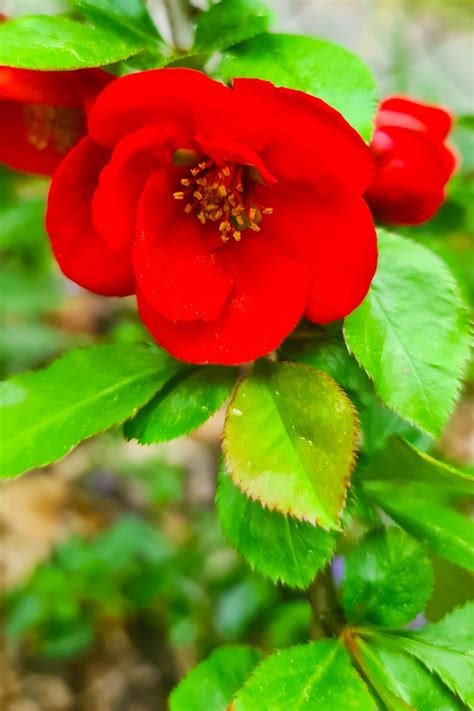 Flowering Quince Free Stock Photo - Public Domain Pictures