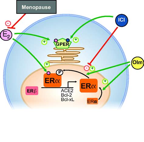 Estrogen-Independent Activation of Estrogen Receptors | Hypertension