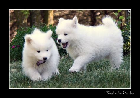 Samoyed Puppy09 317 | This is a litter of puppies that I pho… | Flickr