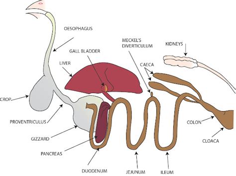 Digestive System Of Chicken - ePoultryFarm