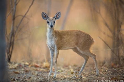 Sharpe's grysbok, the smallest antelope found in South Luangwa