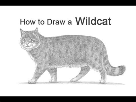 How to Draw a Wildcat (European Wildcat) - YouTube