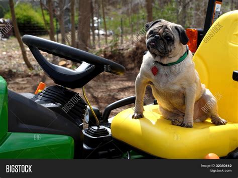 Pug Driving Tractor Image & Photo (Free Trial) | Bigstock