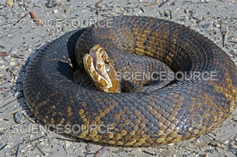 Photograph | Florida Water Moccasin or Cottonmouth | Science Source Images