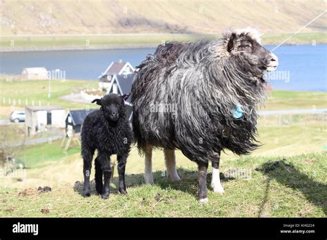 Wildlife in the Faroe Islands Stock Photo - Alamy