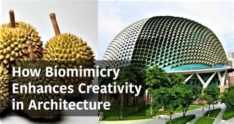 How Biomimicry Enhances Creativity in Architecture - Arch2O.com