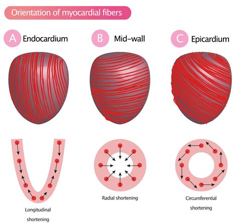 Myocardial Mechanics: Structure and Function of Myocardial Fibers – Cardiovascular Education