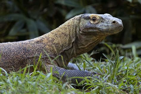 Komodo Dragon - Zoo Atlanta