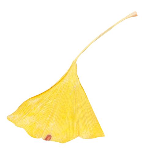 Ginkgo Biloba Leaves, Ginkgo Biloba, Fallen Leaves, Plant PNG Transparent Image and Clipart for ...