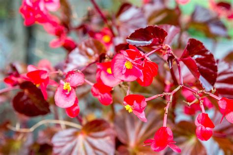 How to Grow and Care for Wax Begonias